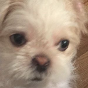 Meet your Posher, Christopher